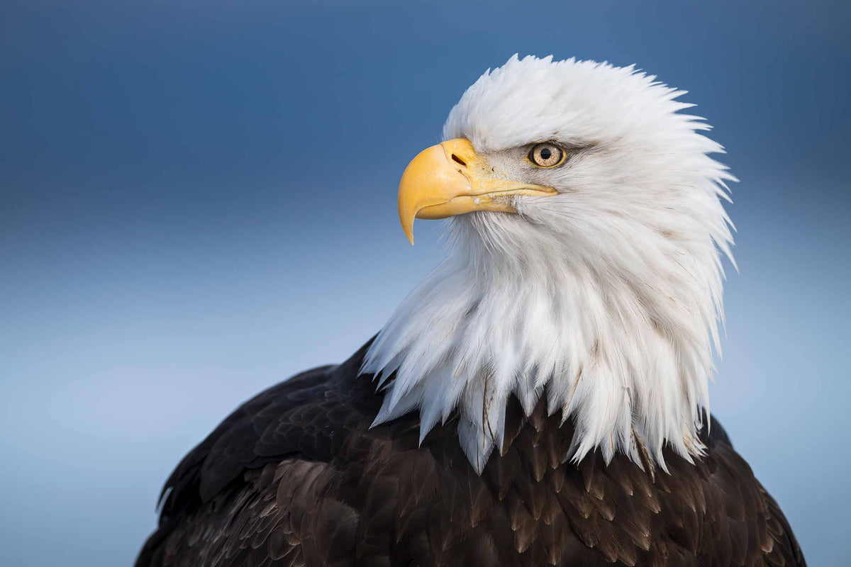 Spirit Of America