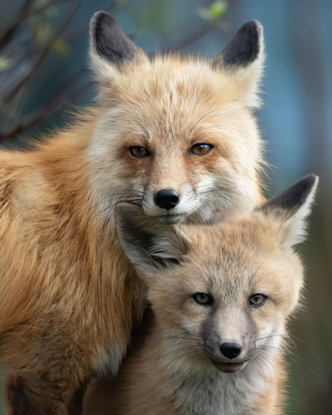Family Portrait