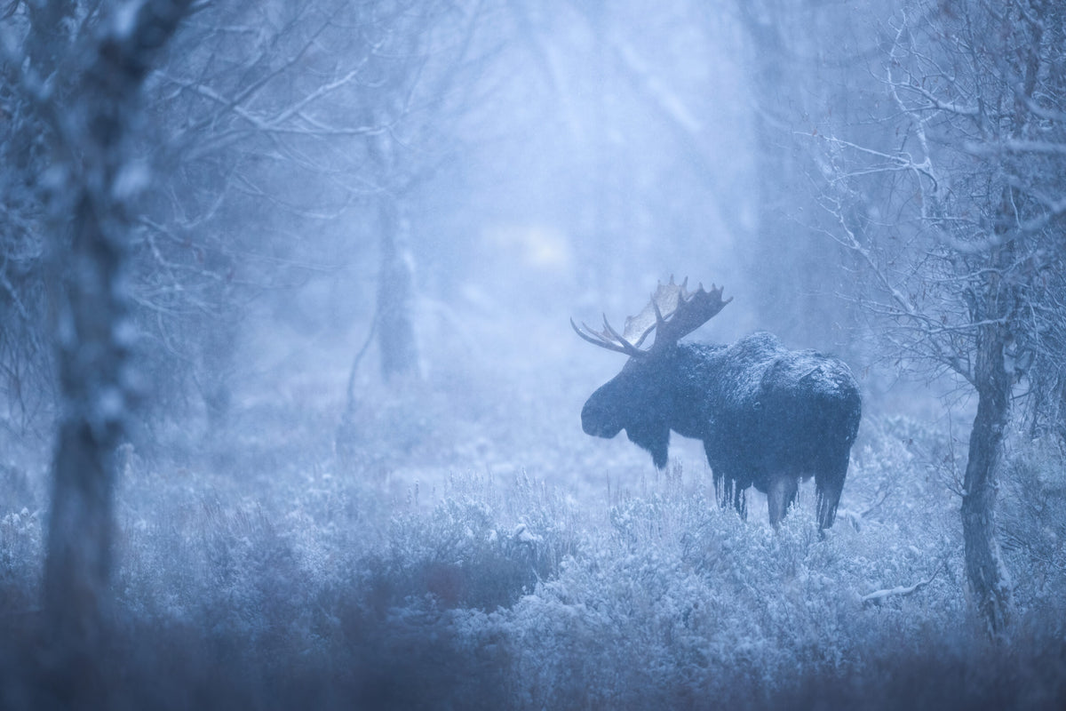 Enchanted Forest