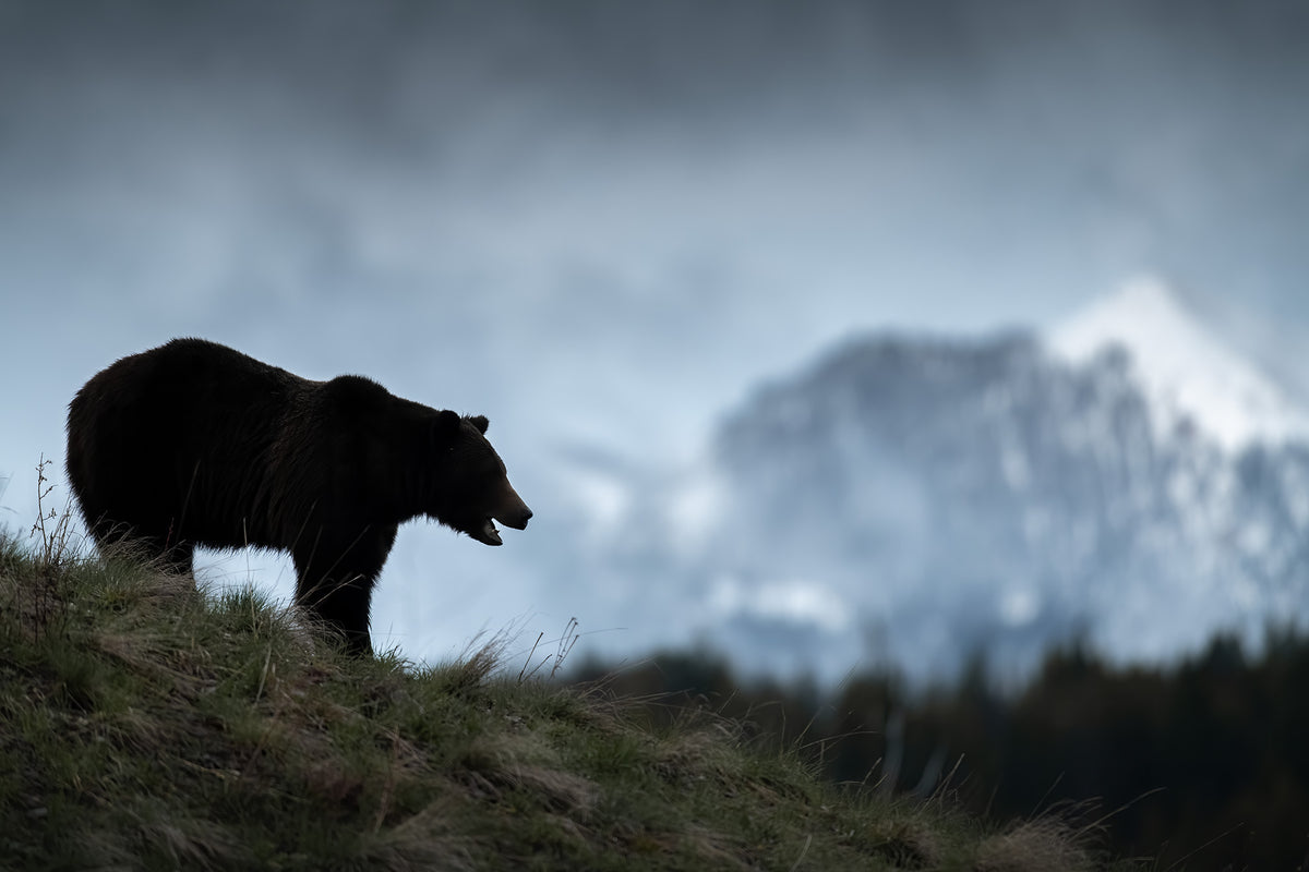 A Bear's Territory