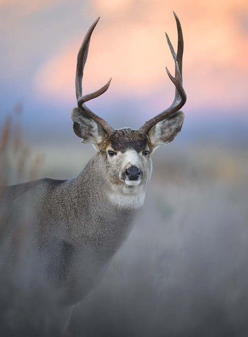 Alpen Glow Buck
