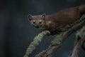 American Pine Marten