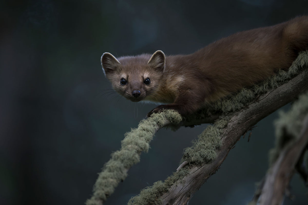 American Pine Marten