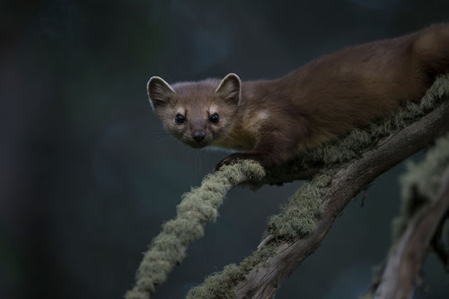 American Pine Marten