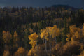 Autumn Aspens