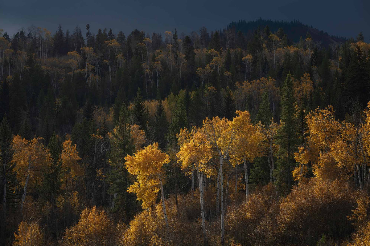 Autumn Aspens
