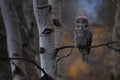 Autumn Great Grey
