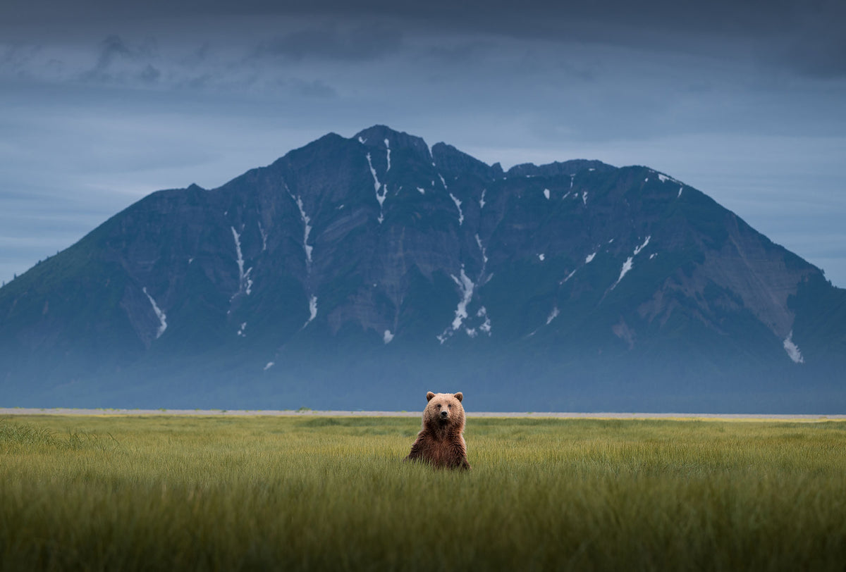 Bearadise