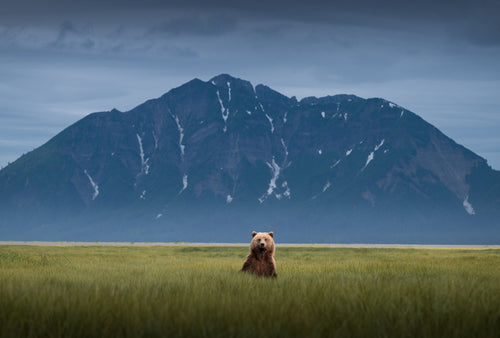 Bearadise