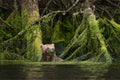 Bog Monster