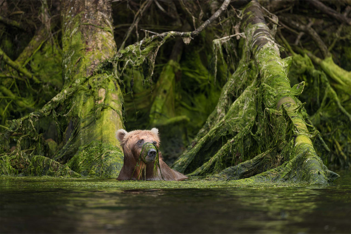 Bog Monster