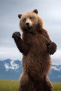 Brown Bear Wave