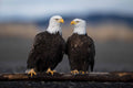 Eagle Romance