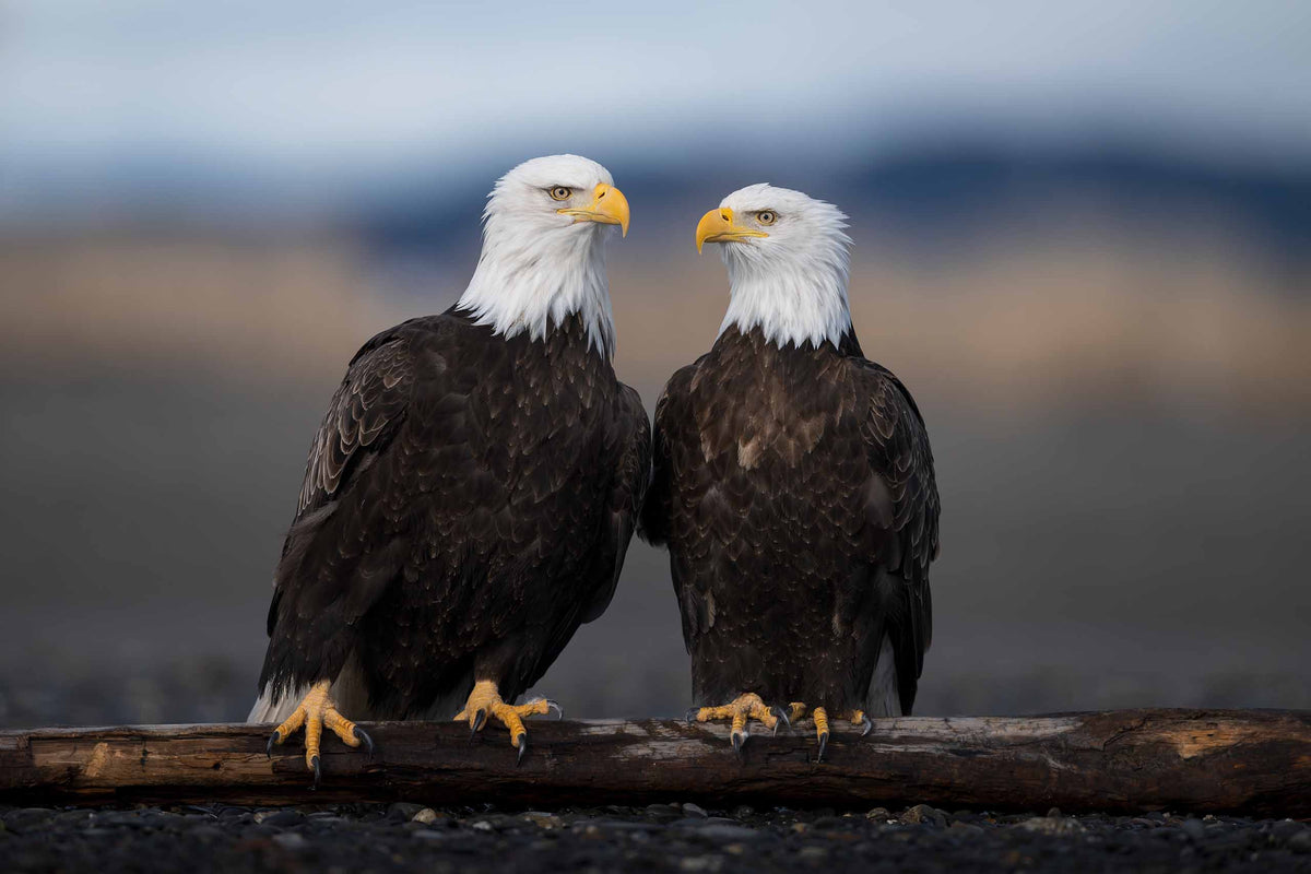 Eagle Romance