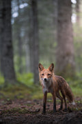 Eyes of the Forest