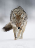 Fierce Coyote