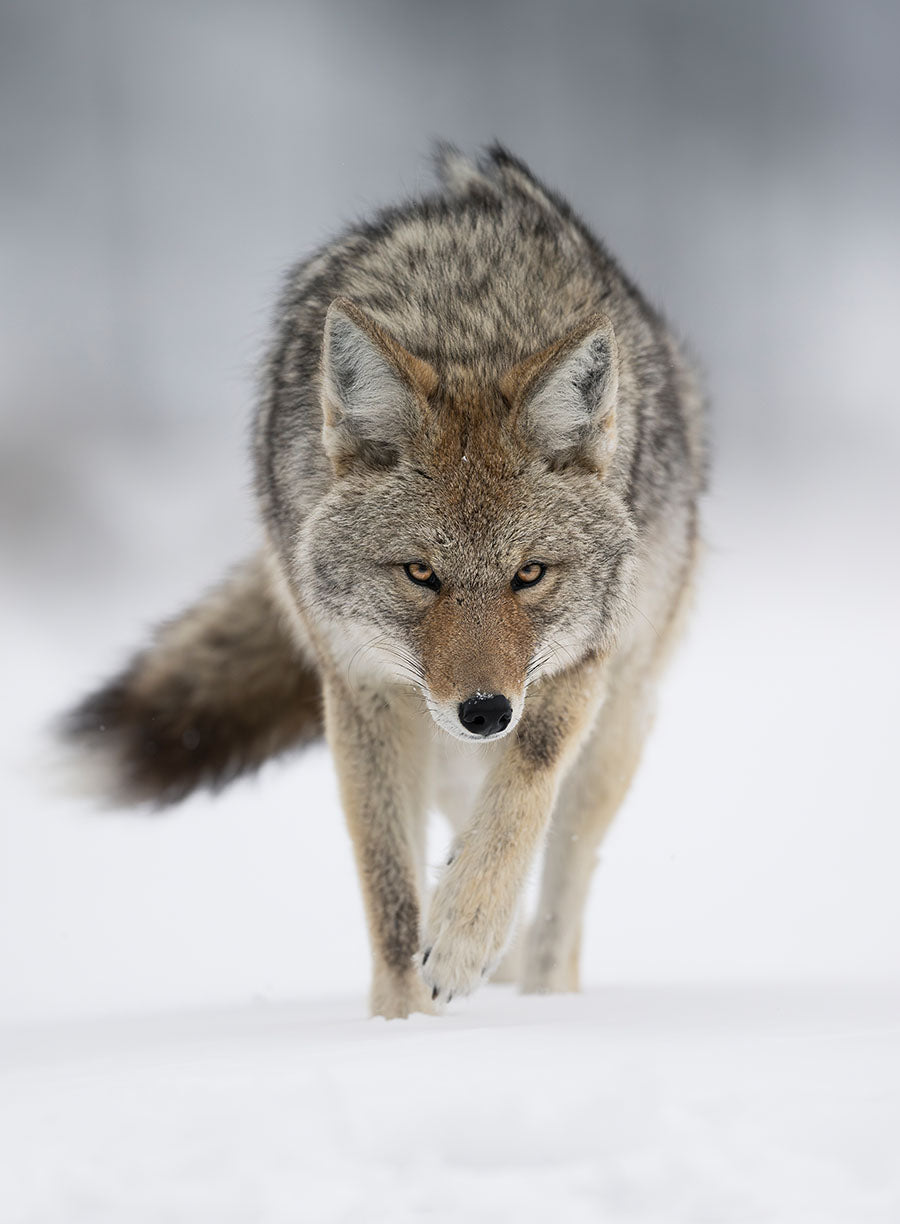 Fierce Coyote