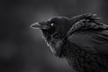 Fluffed Raven BW