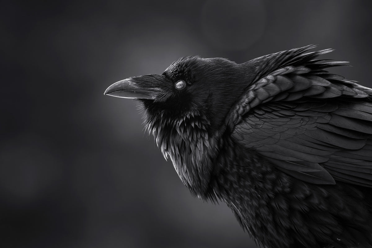 Fluffed Raven BW