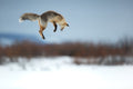 Flying Fox