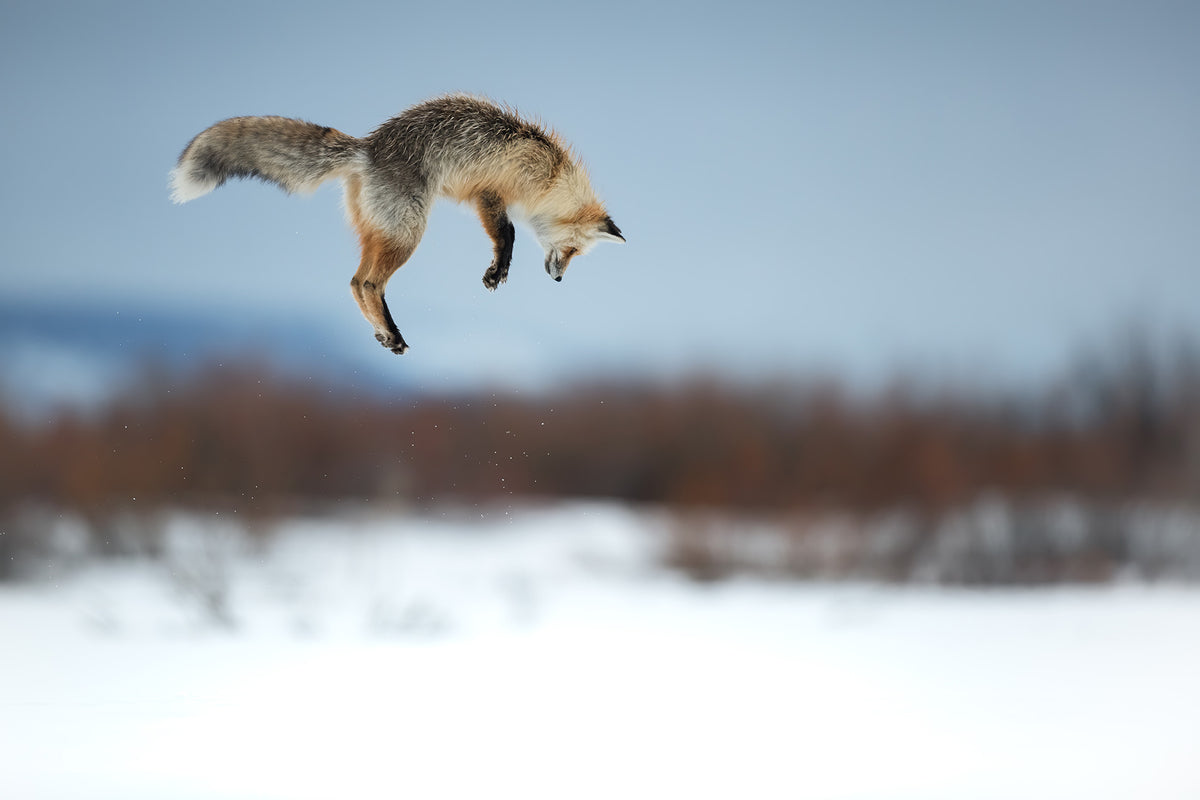 Flying Fox
