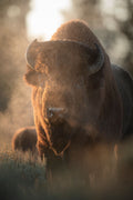 Foggy Bison