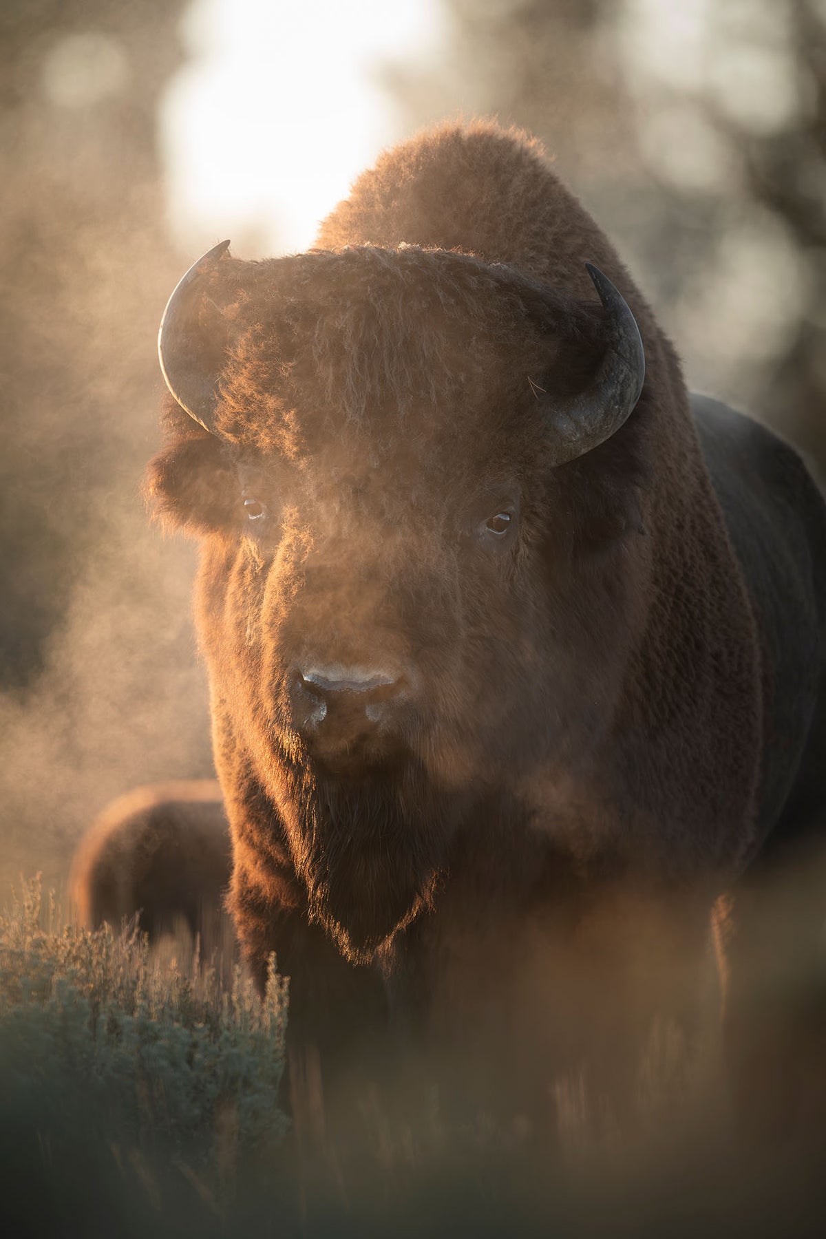 Foggy Bison