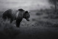 Grizzly Gloom BW