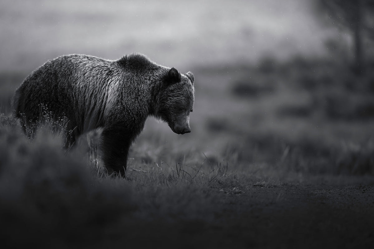 Grizzly Gloom BW