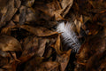 Autumn Feather
