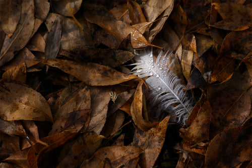 Autumn Feather