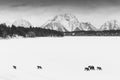 Chasing Spring BW