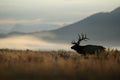 Early Morning Elk