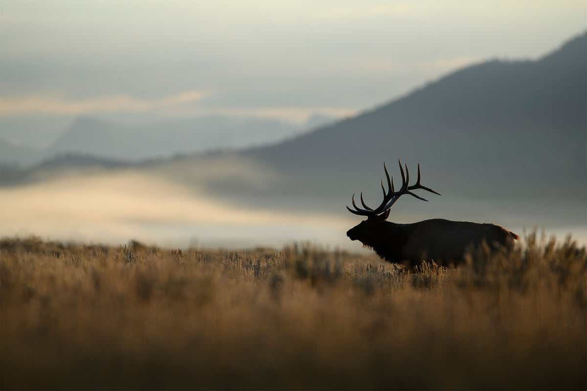 Early Morning Elk