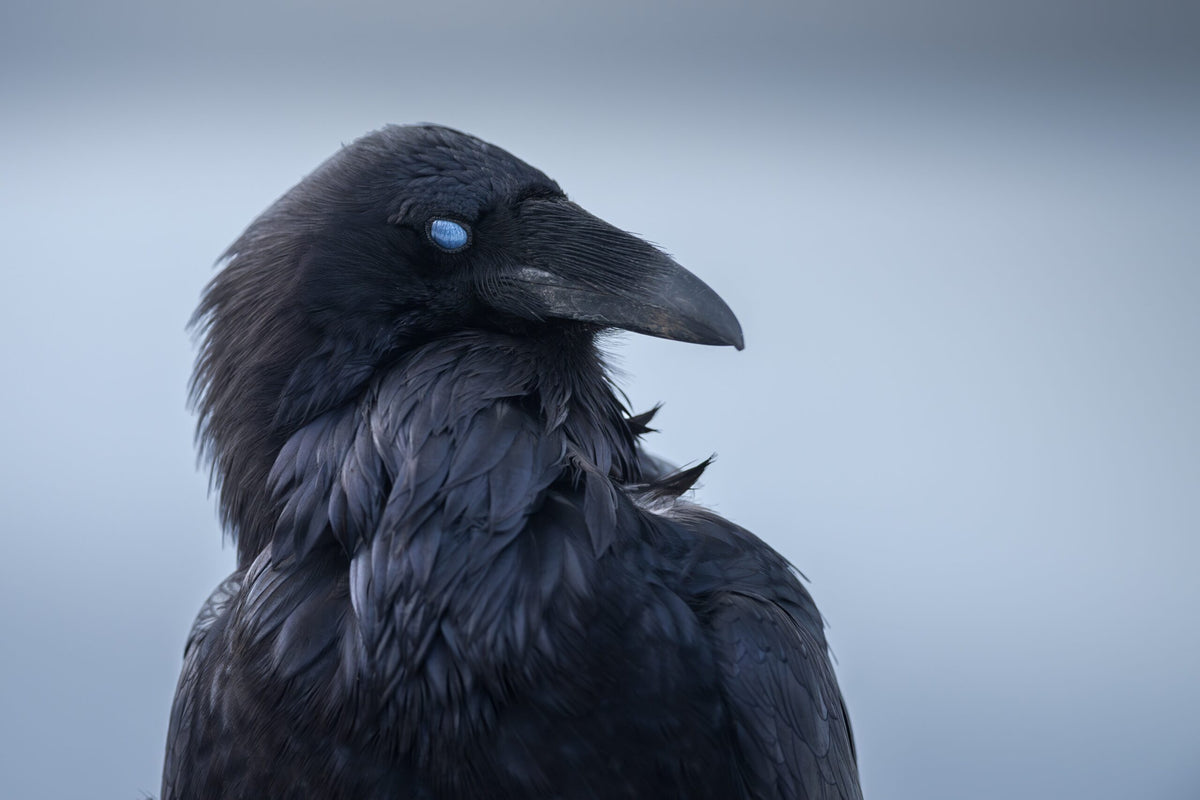Eye of Odin