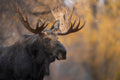 Moose Portrait