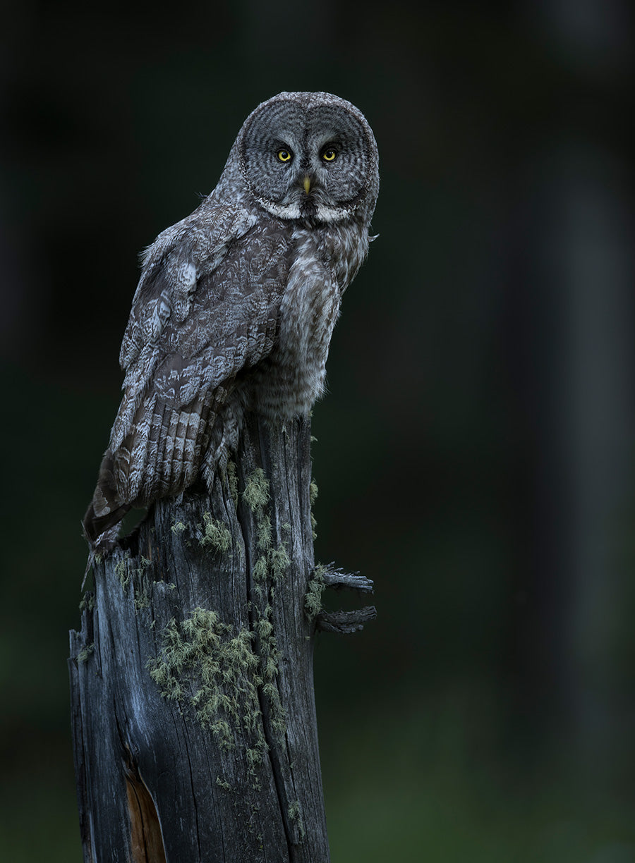 Mossy Perch