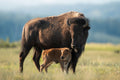 Mothers Protection