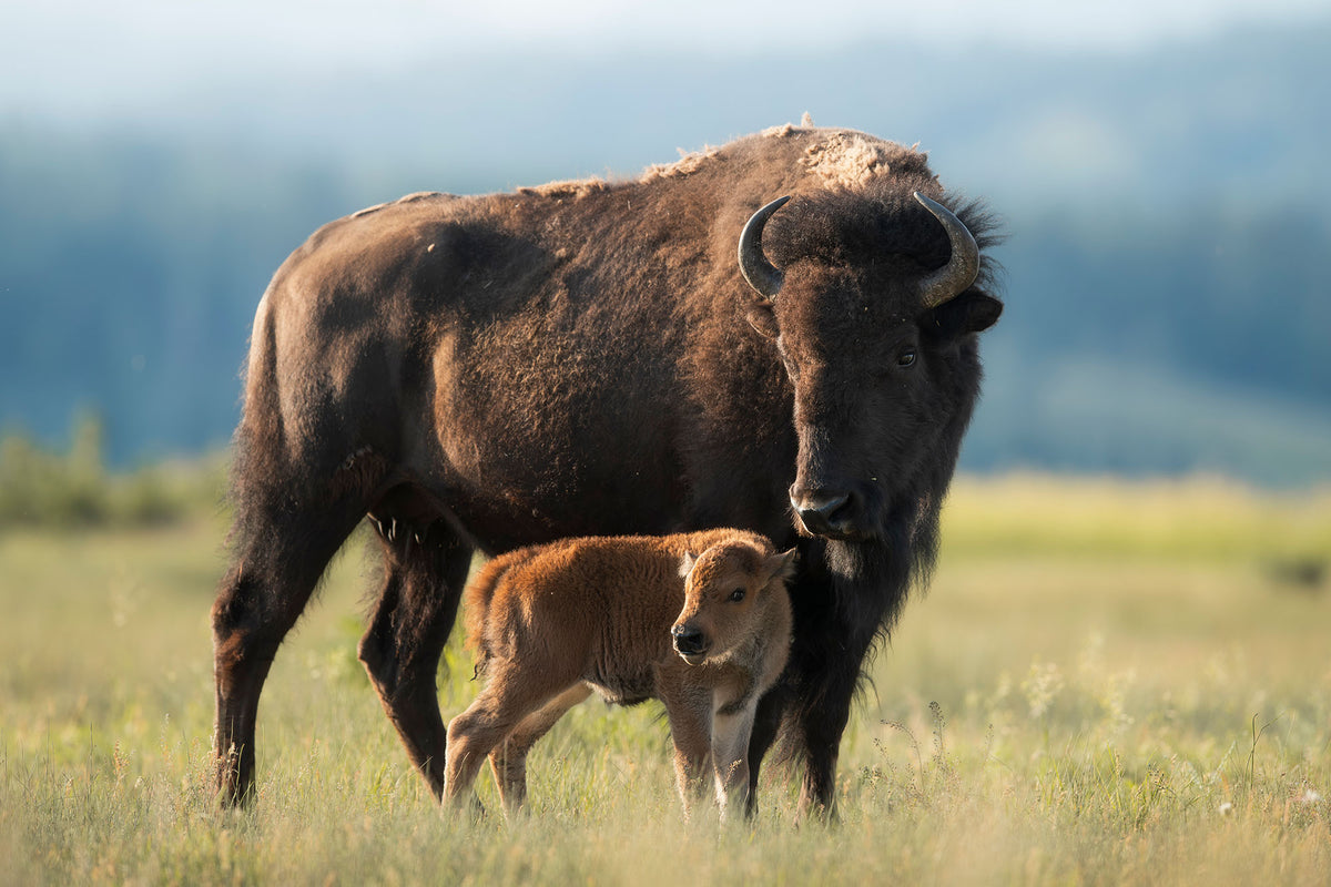 Mothers Protection
