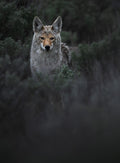 Sagebrush Stalker