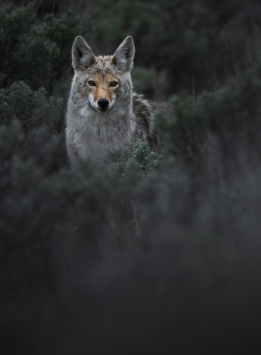 Sagebrush Stalker