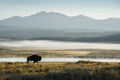Wild Yellowstone