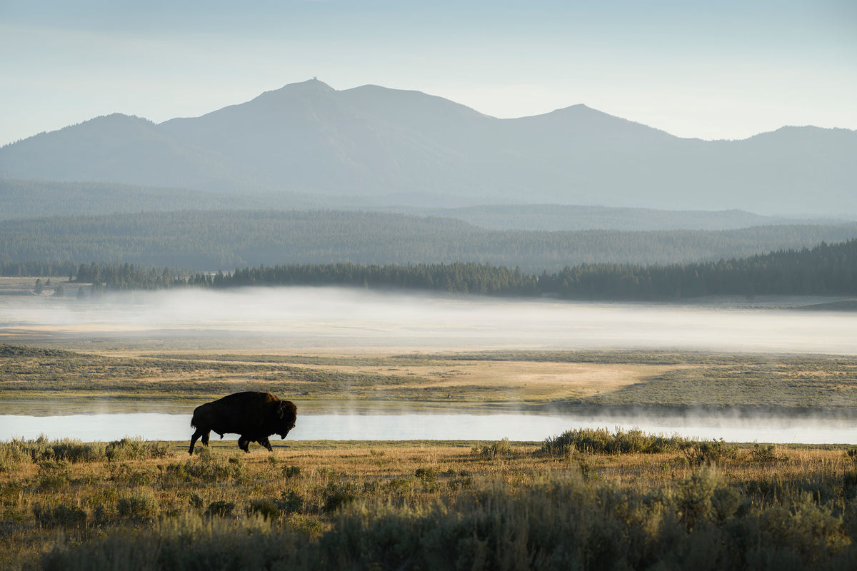 Wild Yellowstone