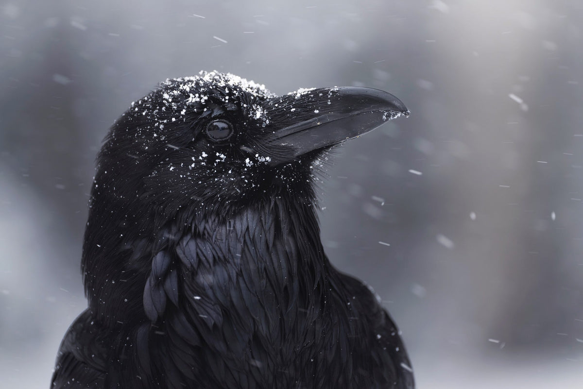 Winter is Coming