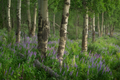Lupine Dream