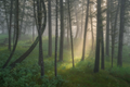 Misty Morning