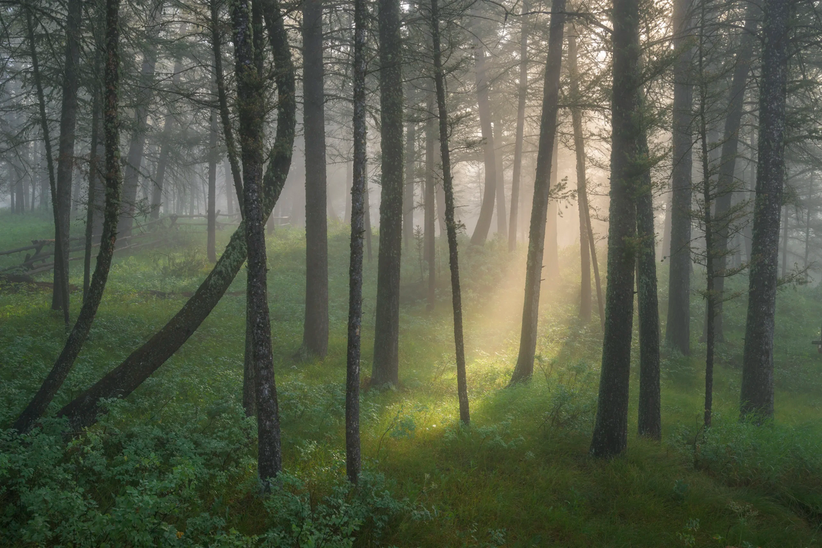Misty Morning