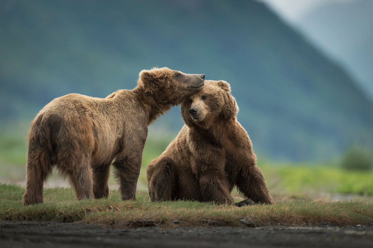 Tender Beasts