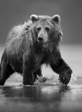 Ultimate Fisherman BW