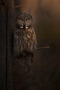 Last Light Great Grey